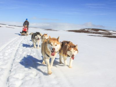 Hundeschlittentour am Myvatn