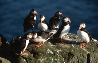 Papageitaucher sitzen auf Felsen
