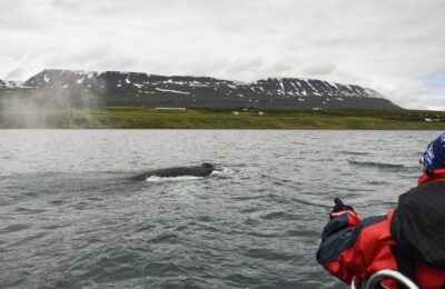 Express-Walbeobachtung ab Akureyri