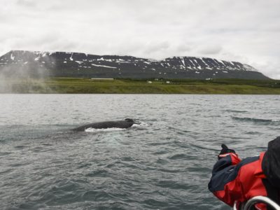 Express-Walbeobachtung ab Akureyri