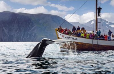 Walbeobachtung ab Húsavík