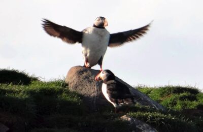 Papageitaucherbeobachtung ab Grundarfjörður