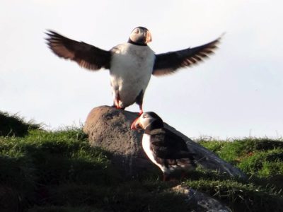 Papageitaucherbeobachtung ab Grundarfjörður