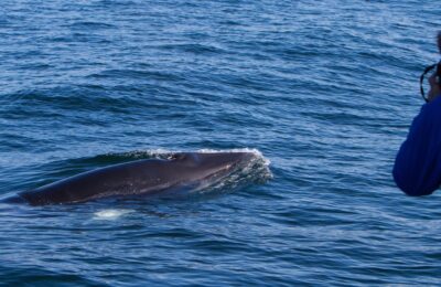 Walbeobachtung ab Hólmavík