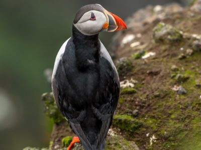 Papageitaucher auf Ingólfshöfði
