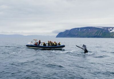 Walbeobachtungsboot im Ísafjarðardjúp