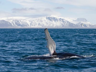 Winter Walbeobachtung ab reykjavik